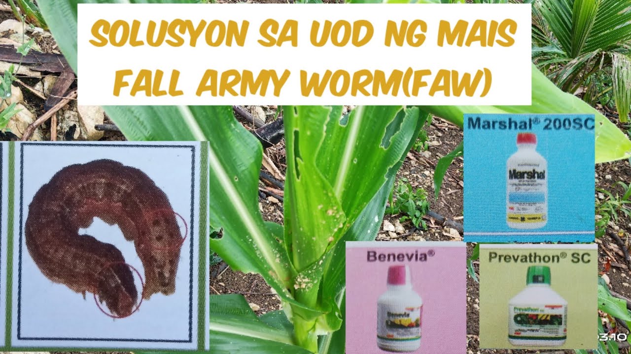 Solusyon sa Uod ng Mais/Fall Army Worm/Agri Crops Doc