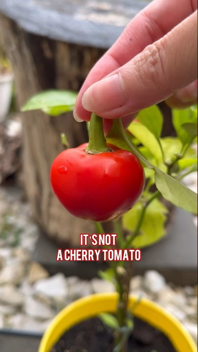 Harvest Ripe Hot Cherry Pepper - Cute chili