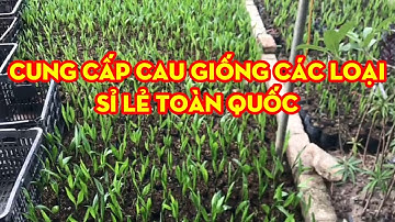 Giống Cau Tứ Quý Cau Liên Phòng Cung Cấp Số Lượng Lớn Sỉ Lẻ Ship Toàn Quốc