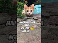 CiLuuk Baaa..🐹