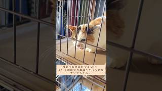 16年間もの長い間ケージ暮らしから一歩も出されなかった猫、サワラ。#short #猫