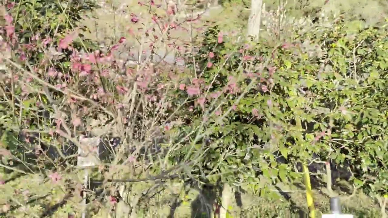 【梅林公園　岐阜市】　2026年2月26日（木）