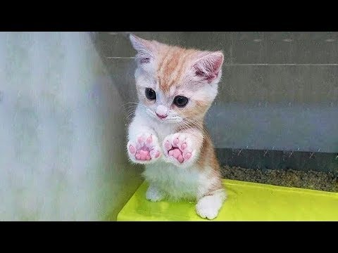 かわいい ねこ