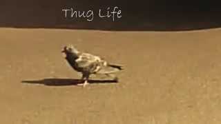 Thug Pigeon