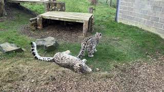Snow Leopards playing at Northumberland Zoo