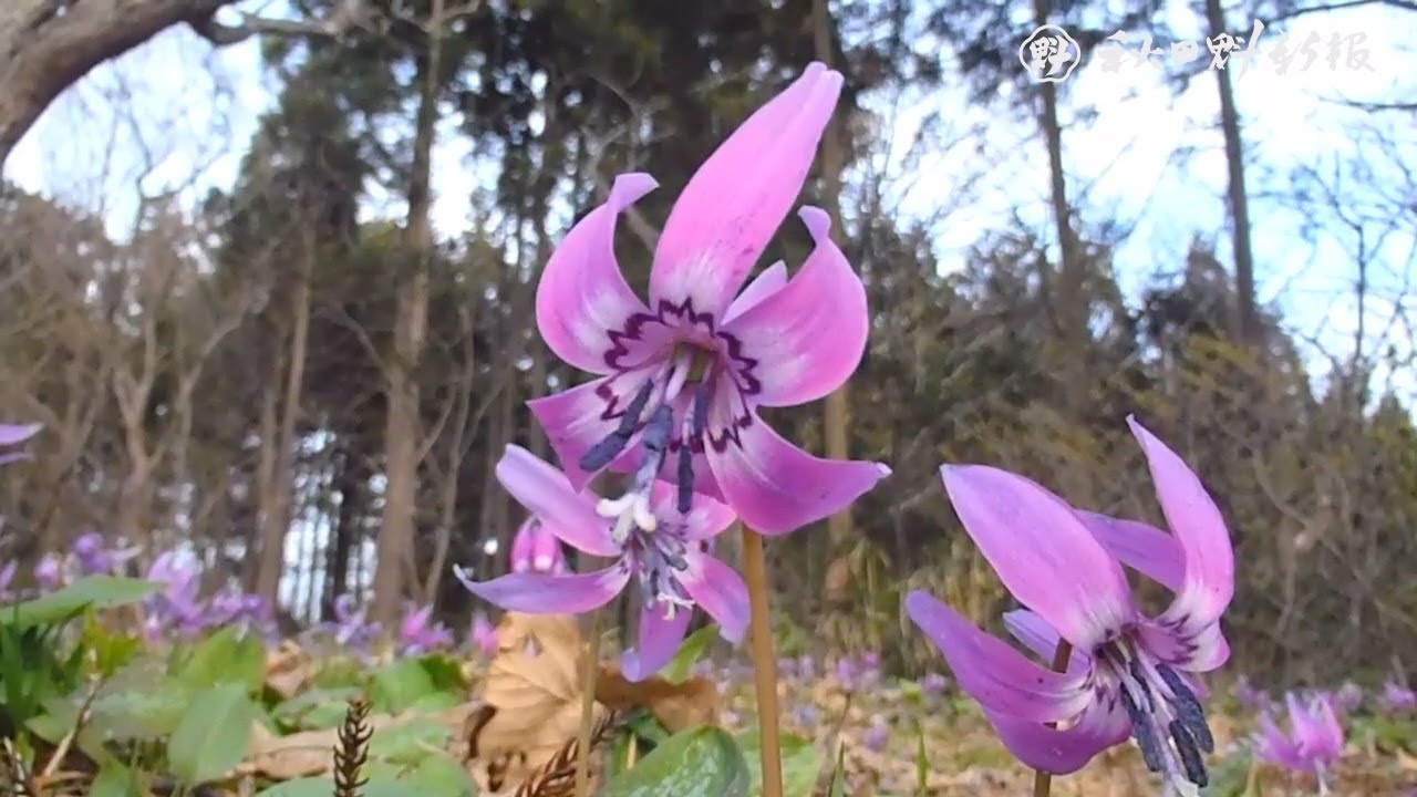 紫の花 春風に揺れ カタクリが見頃 秋田市河辺 Youtube 紫の花 春風に揺れ カタクリが見頃 秋田市河辺 Youtube