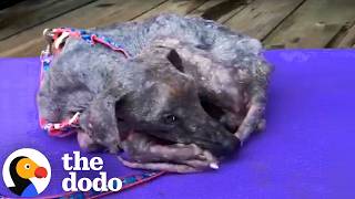 Woman Tries To Save Vacation Stray From Thousands Of Miles Away The Dodo