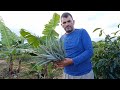 Plantamos nossa primeira remessa de mudas de abacaxi, produção do quintal.