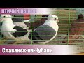 Птичий рынок. Славянск-на-Кубани. Часть 5. [19.12.2021]