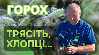 Горох 🫛 Захист від попелиці 🐛та інші корисні поради 🙋‍♂️