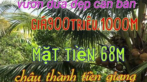 tập399💖cần bán 4600M.đất vườn dừa _và trái cây khác, đc: ấp 3 tam hiệp tiền giang.