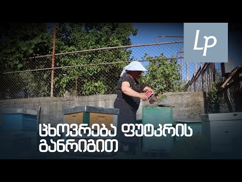 ცხოვრება ფუტკრის განრიგით