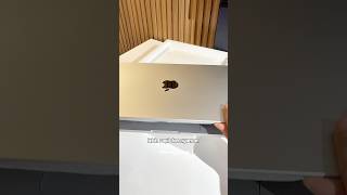 Beli MacBook Pro M5 karena kerjaan. Edit konten, Lagi ngecas, tetap bisa lanjut kerja #macbookprom5