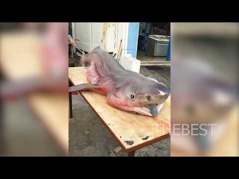 Καρχαρίας 3 μέτρων έπεσε στα δίχτυα πατρινών