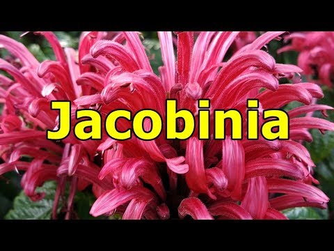 Video: Půvabná Jacobinia