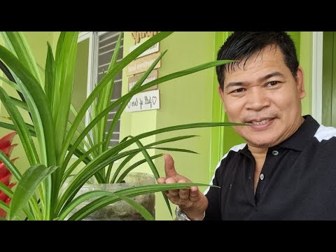 Video: Impormasyon sa Coppertina Ninebark - Paano Magtanim ng Coppertina Ninebark Shrub