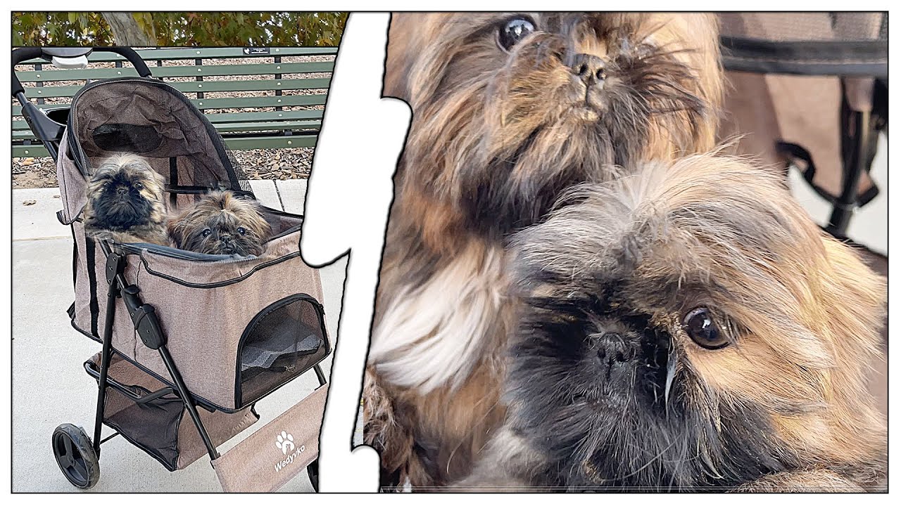 Took my Shih Tzu Puppies to the park for the 1st time in Wedyvko Dog