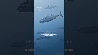 【鹿児島県・口之島】日本最後の秘境トカラ列島・口之島をベースにダイビング！まずはイソマグロの群れ #ダイビング #diving #scubadiving #トカラ列島 #口之島 #tuna #マグロ