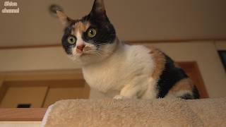 慕ってくれる後輩がさらに増えて満更でもなさそうな先住猫