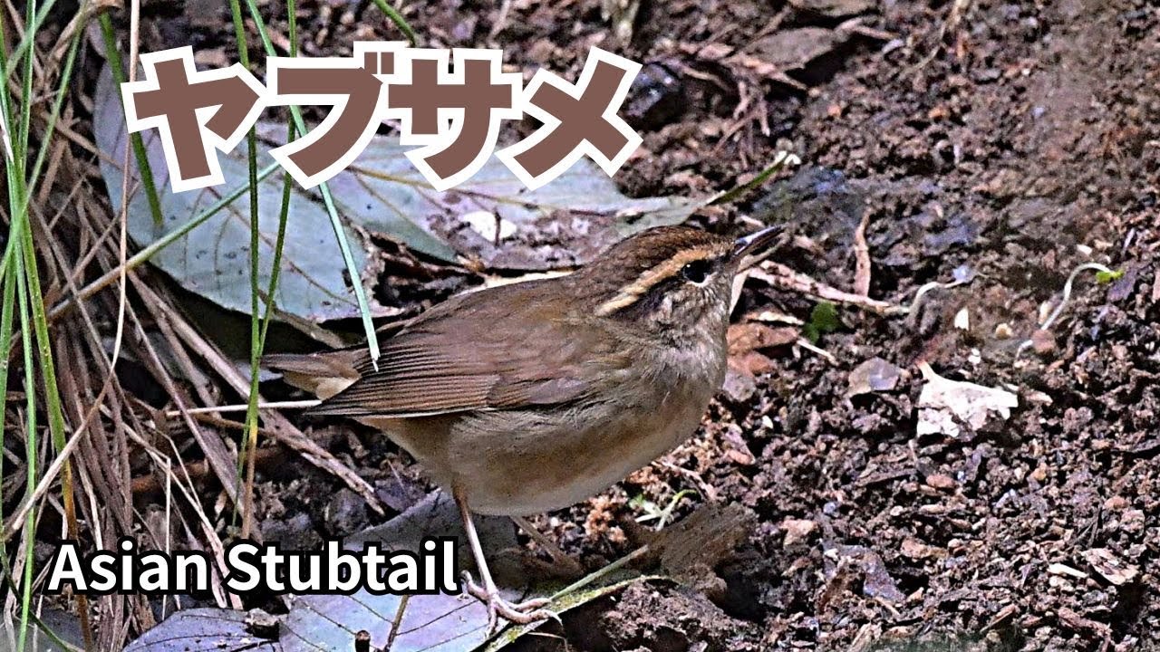 ヤマメ 限定特典付】 アメイジング・ヤマグチ NINJA GAIDEN 3 あやね