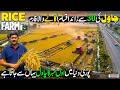 Biggest Rice Farm in Pakistan | 30 Famous Types of Rice | Billion Dollar Crop | Discover Pakistan