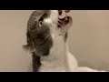 チンアナゴのようにおやつを頬張るねこさん #アメリカンカール #たぴ