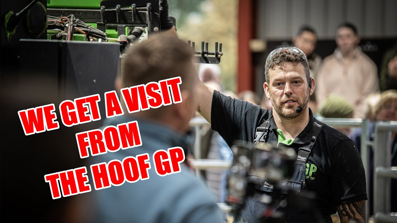 Специалист по копытам проводит свою первую обрезку копыт вживую нашим коровам!