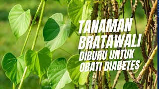 Mengenal Fakta Tanaman Bratawali, Akar Ali-Ali atau Brotowali, Si Pahit Untuk Berbagai Penyakit