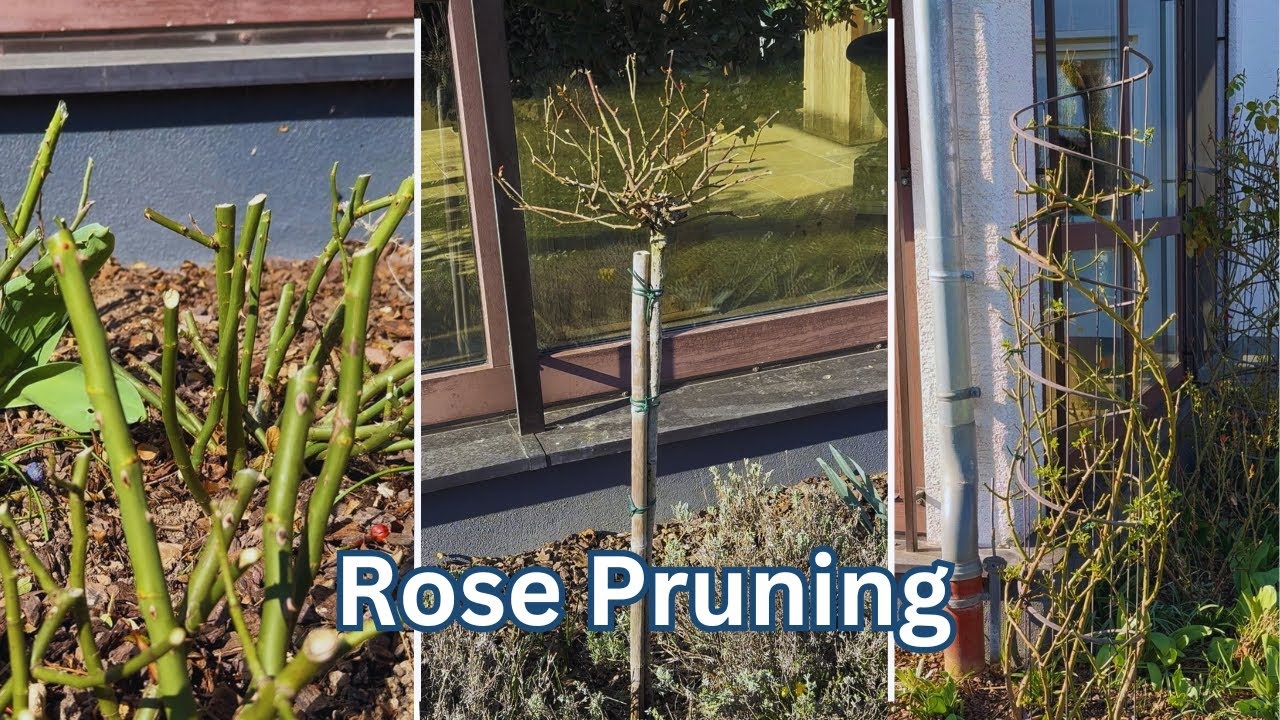 How I Prune Roses for a Stunning Garden: Standard, Shrub & Rambler 🌹 ️ ...