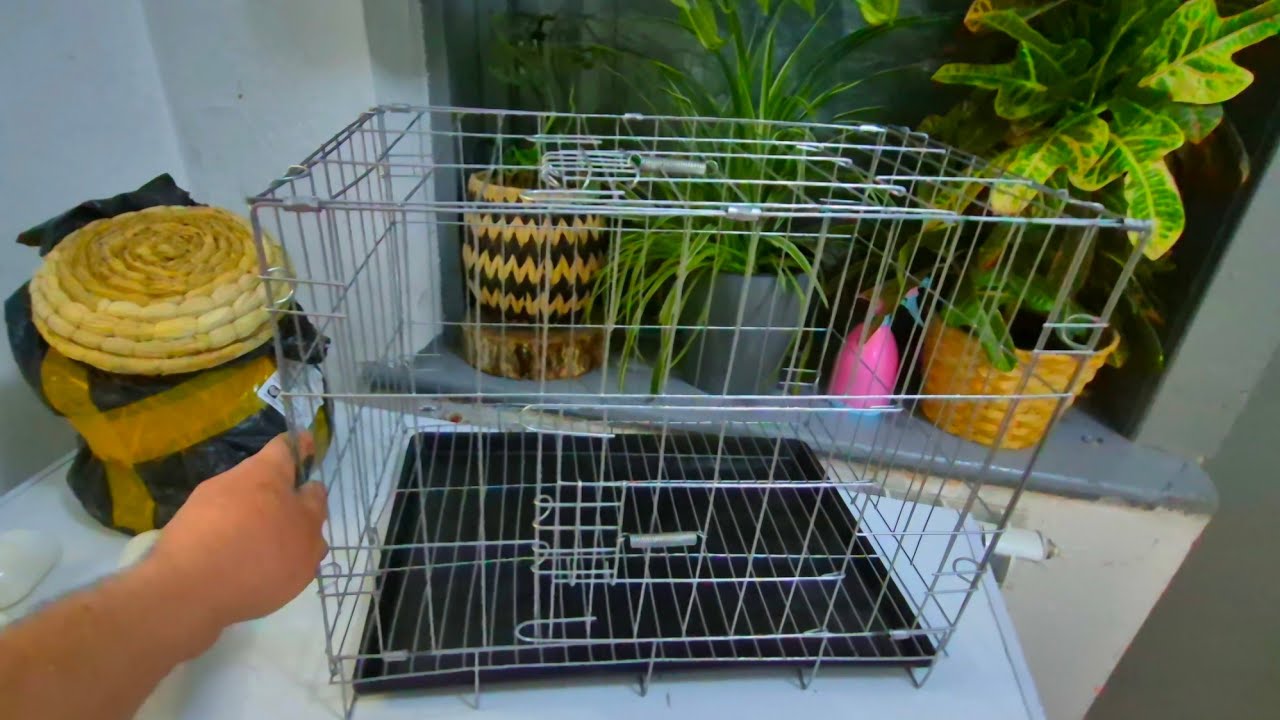 Обзор товаров Голубеводство. Разговоры в Голубятне. Весенние мероприятия.