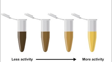 Enzyme Assays and Kinetics