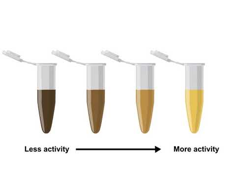 Enzyme Assays and Kinetics