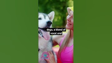 Unlocking the Secret Language of Dogs What Their Barks and Wagging Tails Really Mean #dogfacts