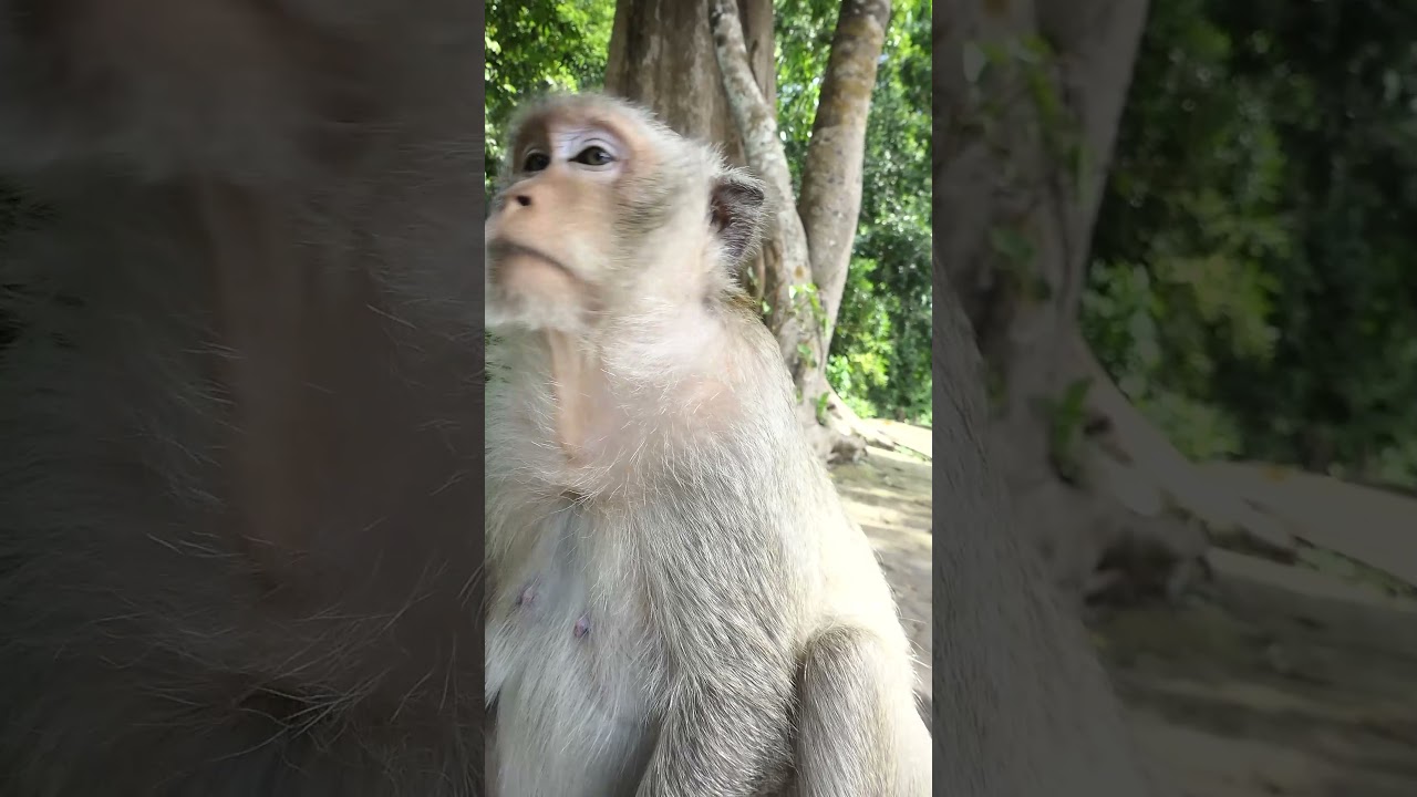 Connie Beautiful Monkeys