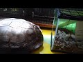 ズーパラダイス八木山 爬虫類館 の動画、YouTube動画。