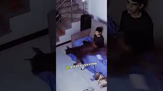 Dog Surprised When He Decided To Do This