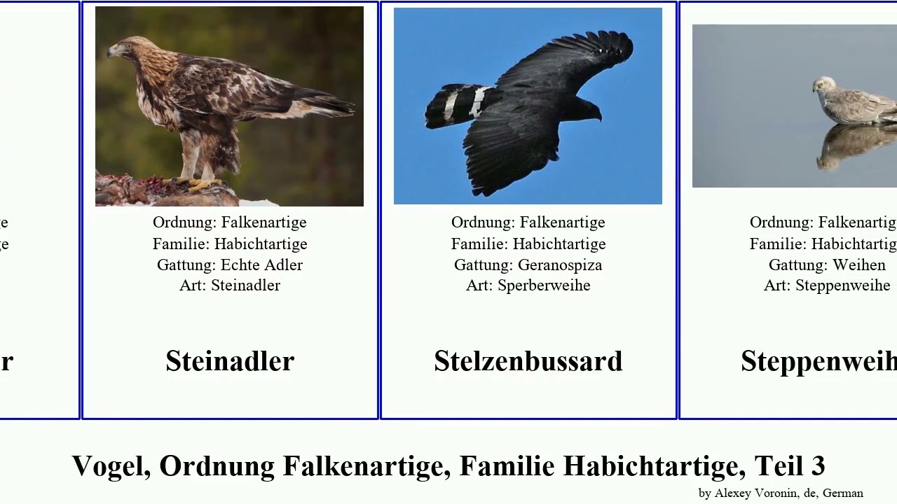 Vogel, Ordnung Falkenartige, Familie Habichtartige, Teil 3 bird Sperbergeier Schlangenadler Floor