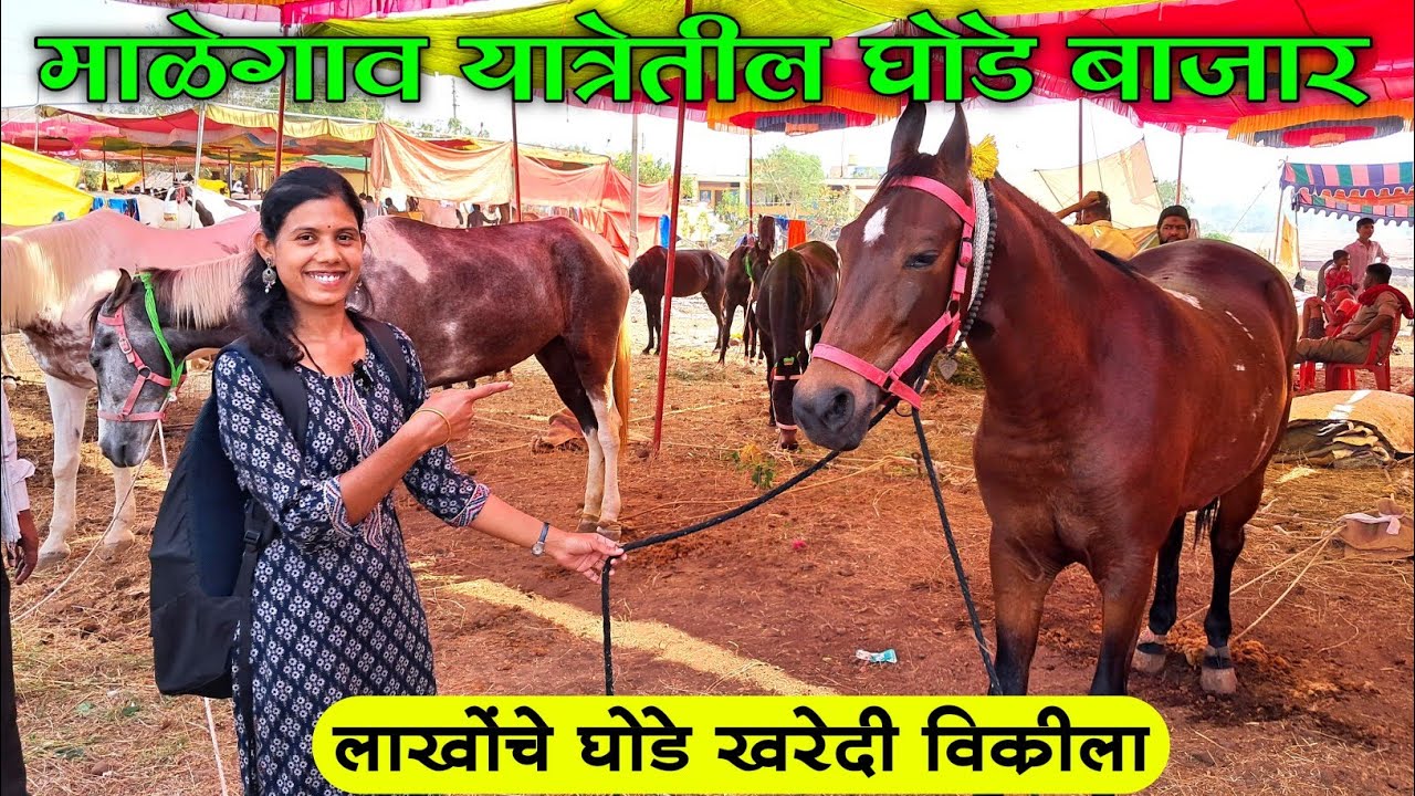 माळेगाव यात्रेतील सर्वात मोठा घोडेबाजार | Malegaon Yatra 2024 | Ghoda Bajar Malegaon