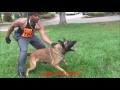 Jack _ A Family Protection Dog _ The K9 Training Academy