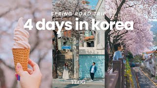 4-day korea spring road trip itinerary | cherry blossom around busan, gyeongju, jinhae, namhae