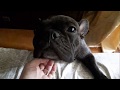 Французский бульдог Ася и разговор по душам. French bulldog