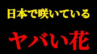 【緊急】日本で咲いているヤバい花に出会いました。ハーブの女王