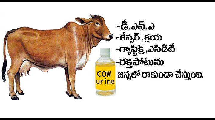 #Cow | Amazing Health Benefits Of Drinking Cow Urine-Telugu Health Tips-Aarogyasutra