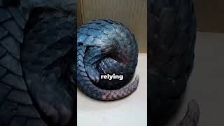 Pangolin | The Living Armor That Eats Ants 🛡️#pangolin #scalyanimal #endangered