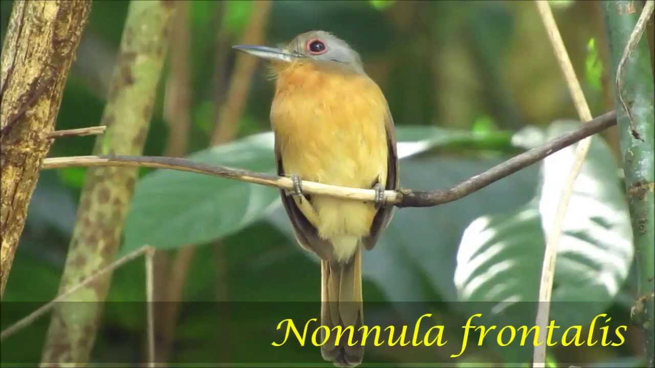 Nonnula frontalis