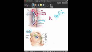 Accessory Structures of the Eye
