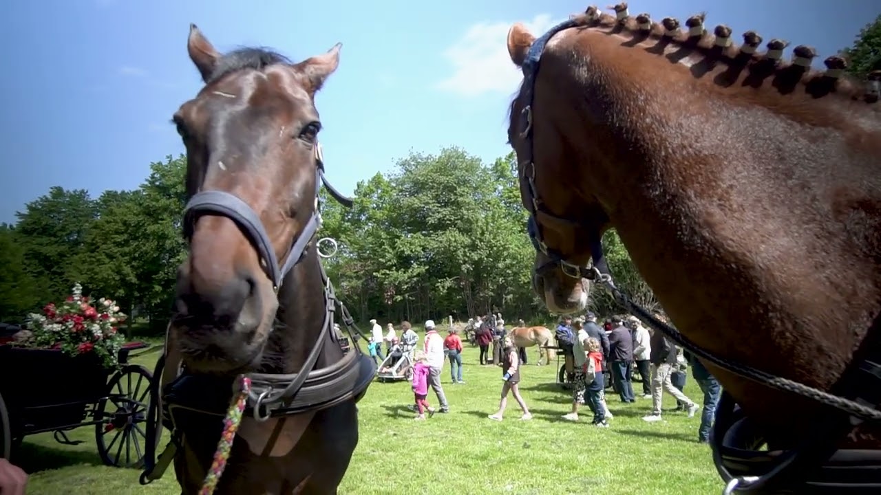 Kutschenwallfahrt Telgte 2023 -  Pferdekutsche Kutsche und Pferde auf der Planwiese in Telgte