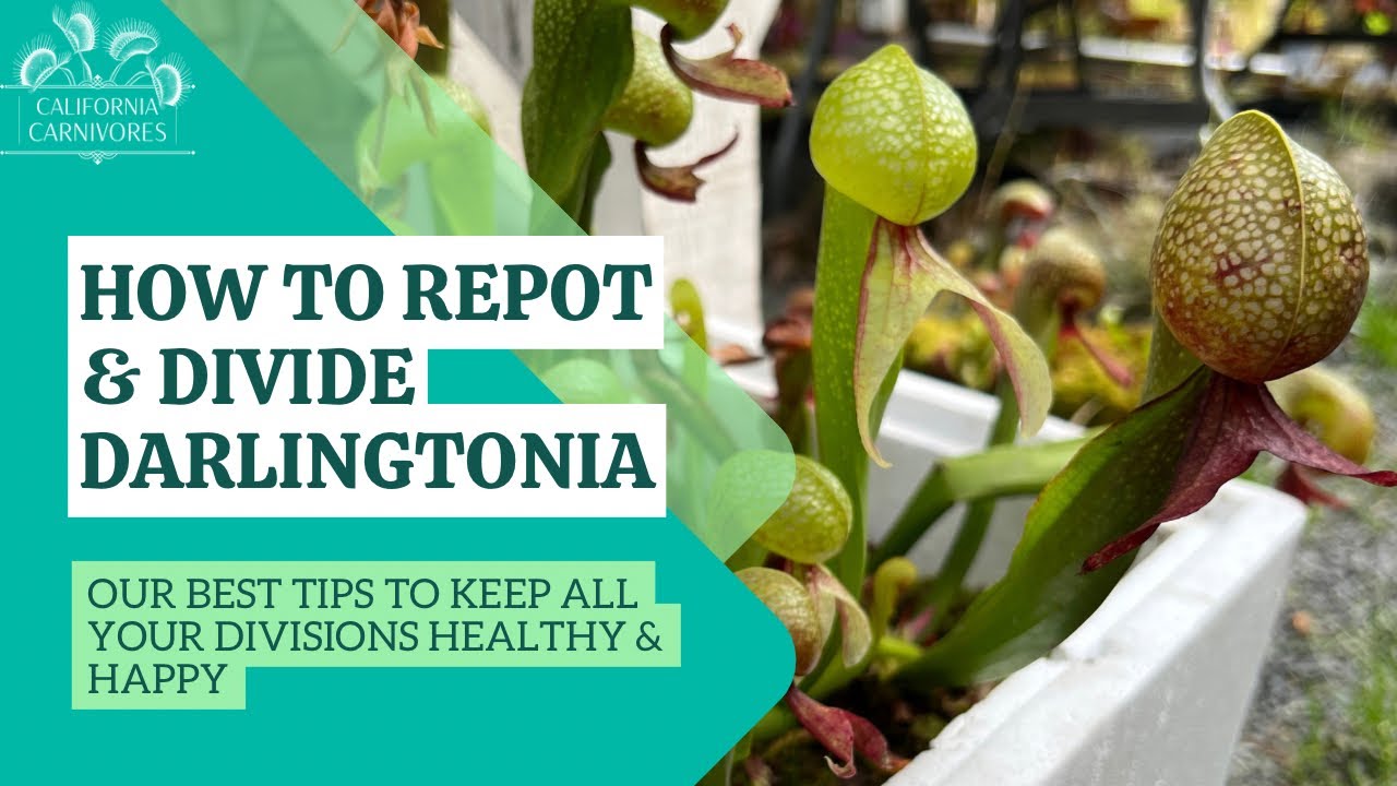 How to Repot and Divide Darlingtonia California Pitcher Plants - YouTube