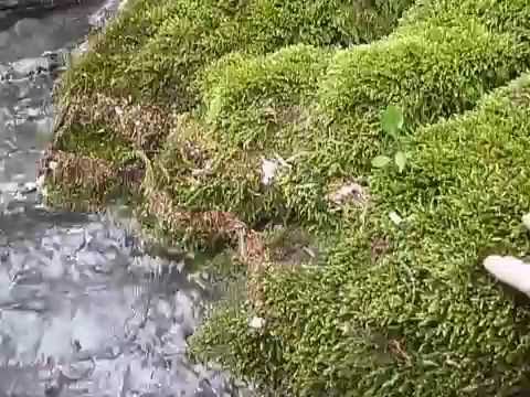 苔の採取 Youtube 苔の採取 Youtube