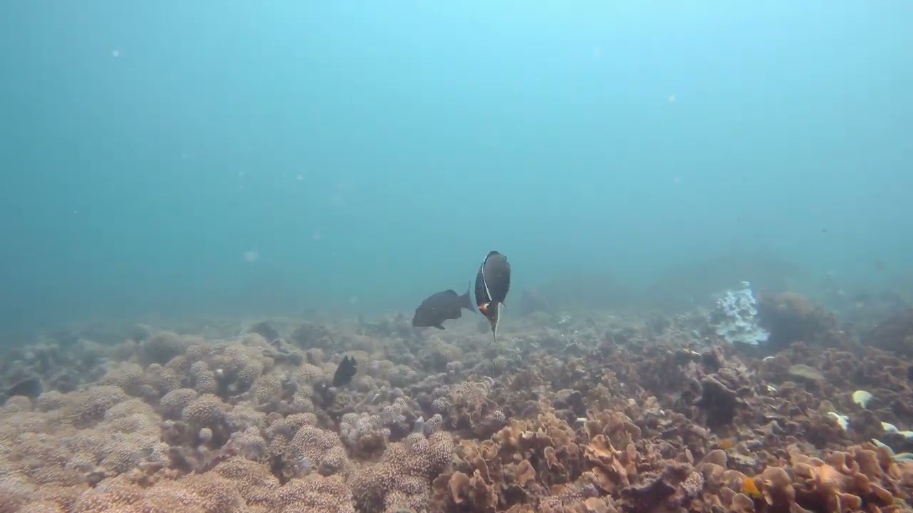 Orangespine Unicornfish